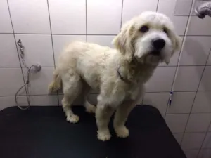 Cachorro raça poodle idade 2 anos nome Luiz Miguel