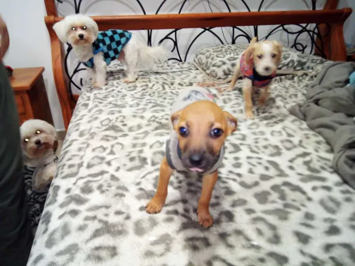 Cachorro ra a vira latas idade 2 a 6 meses nome Bernardo e Bianca