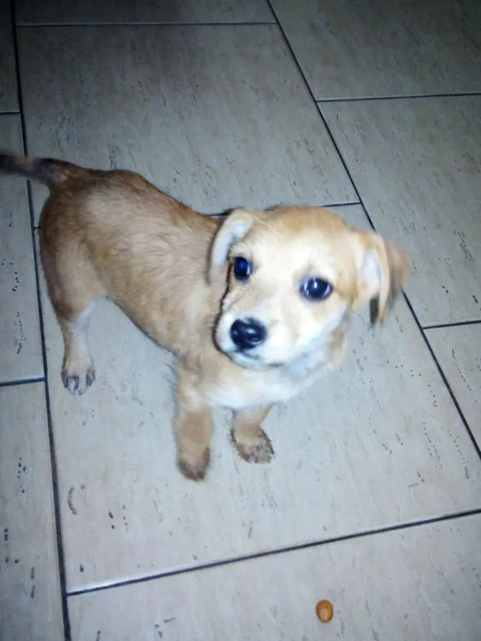 Cachorro ra a vira latas idade 2 a 6 meses nome Bernardo e Bianca