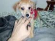 Bernardo e Bianca