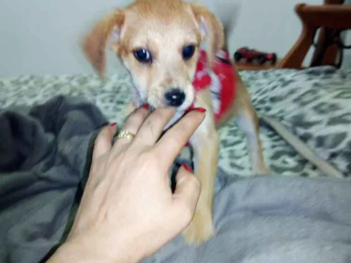 Cachorro ra a vira latas idade 2 a 6 meses nome Bernardo e Bianca