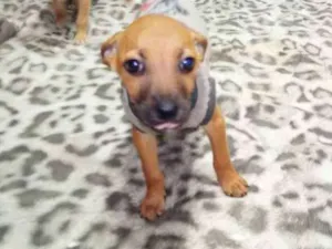 Cachorro raça vira latas idade 2 a 6 meses nome Bernardo e Bianca