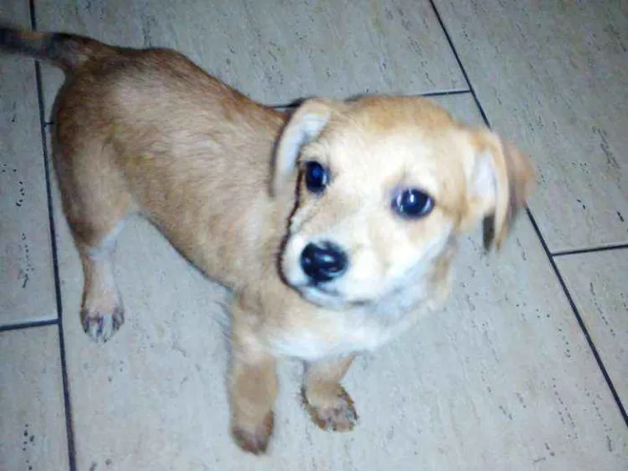 Cachorro ra a vira latas idade 2 a 6 meses nome Bernardo e Bianca