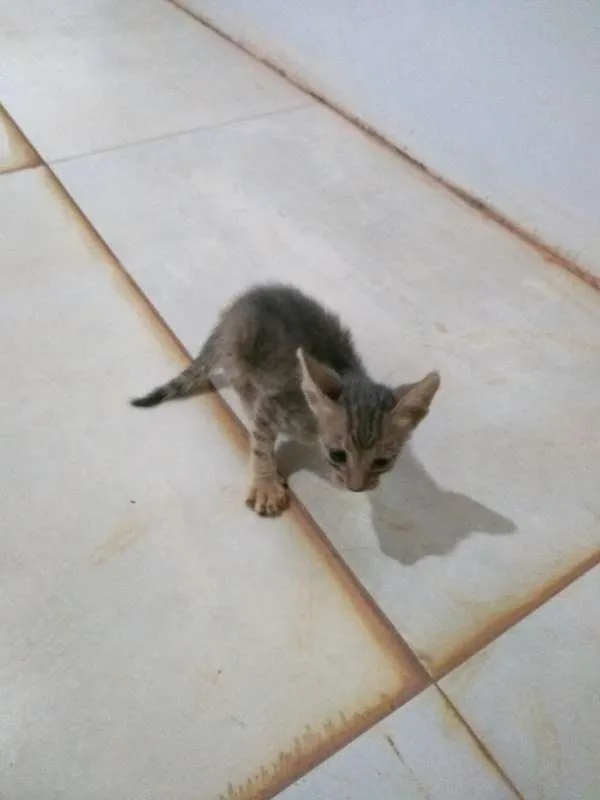 Gato ra a Indefinida idade Abaixo de 2 meses nome Sem nome