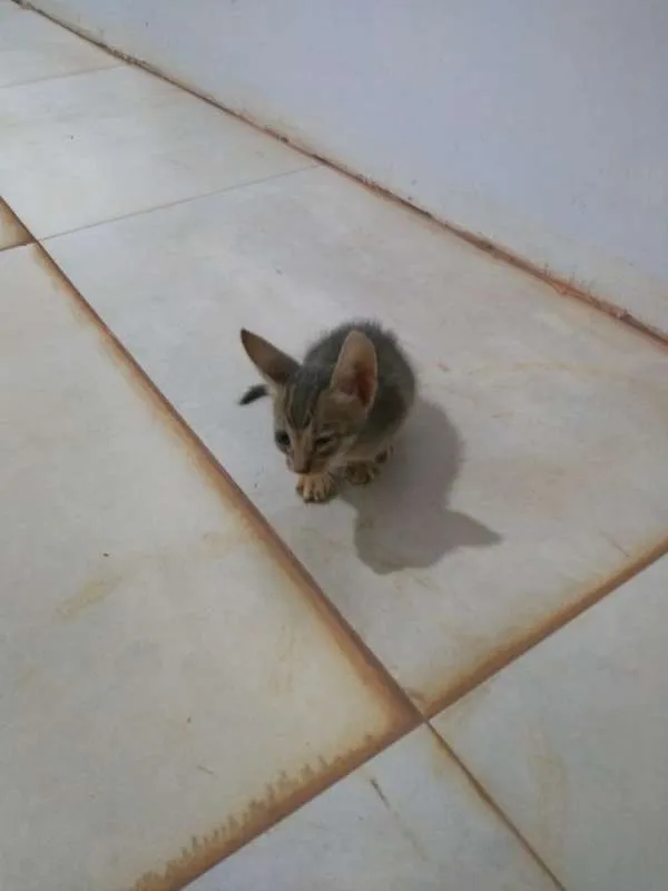 Gato ra a Indefinida idade Abaixo de 2 meses nome Sem nome