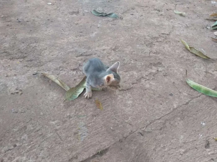 Gato ra a Indefinida idade Abaixo de 2 meses nome Sem nome