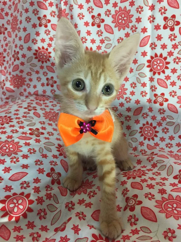 Gato ra a SRD idade Abaixo de 2 meses nome Sunny