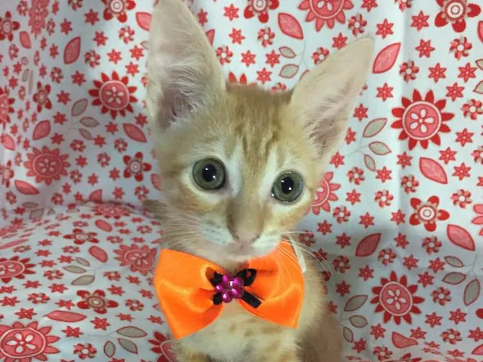Gato ra a SRD idade Abaixo de 2 meses nome Sunny