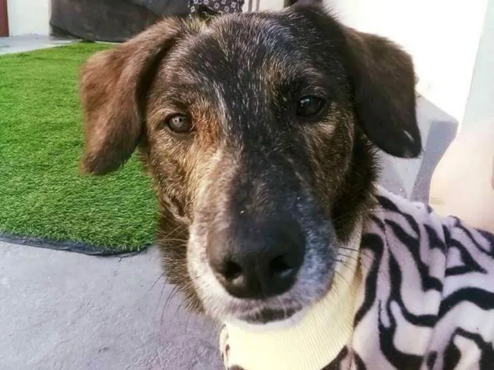 Cachorro ra a vira latas idade 2 anos nome Tigrão