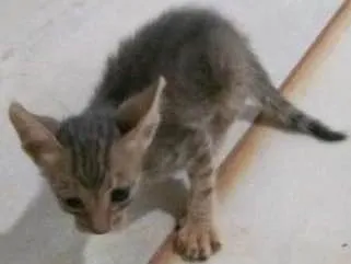 Gato ra a Indefinida idade Abaixo de 2 meses nome Sem nome