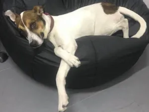 Cachorro raça vira latas idade 2 anos nome Bob