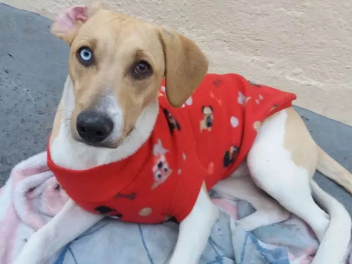 Cachorro ra a vira latas idade 2 a 6 meses nome Pedrita