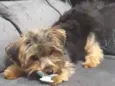Bolt