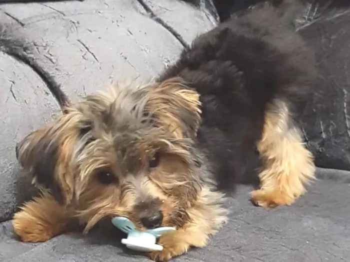 Cachorro ra a Yorkshire idade  nome Bolt