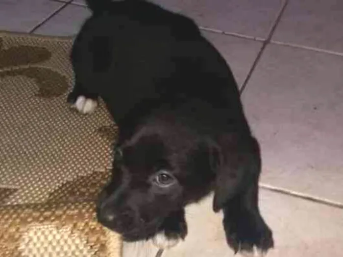 Cachorro ra a Labrador idade Abaixo de 2 meses nome Bella