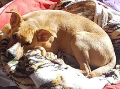 Cachorro raça Vira-lata idade 7 a 11 meses nome Fred