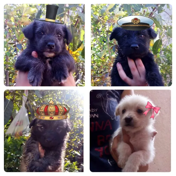 Cachorro ra a SRD idade Abaixo de 2 meses nome Filhotes peludinhos