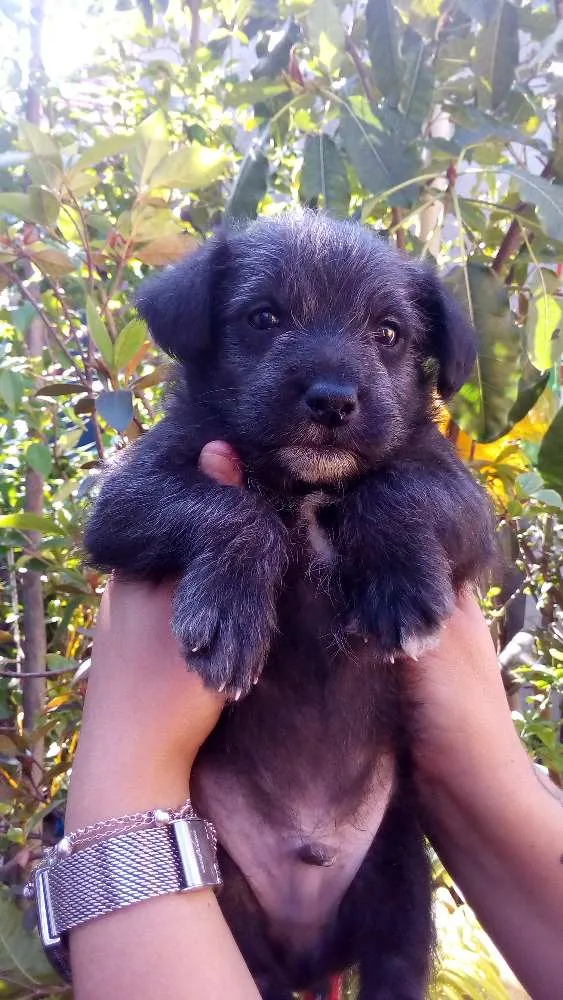Cachorro ra a SRD idade Abaixo de 2 meses nome Filhotes peludinhos