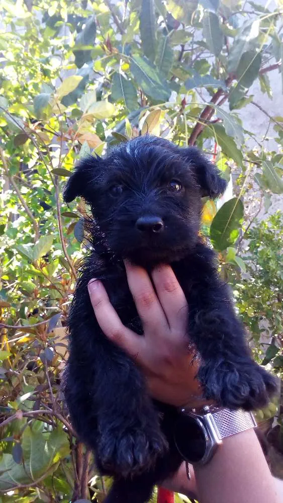 Cachorro ra a SRD idade Abaixo de 2 meses nome Filhotes peludinhos
