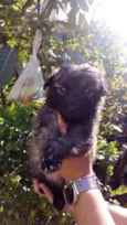 Filhotes peludinhos