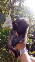 Filhotes peludinhos
