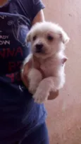 Filhotes peludinhos