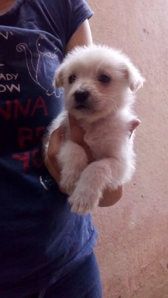 Cachorro ra a SRD idade Abaixo de 2 meses nome Filhotes peludinhos