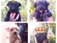 Filhotes peludinhos