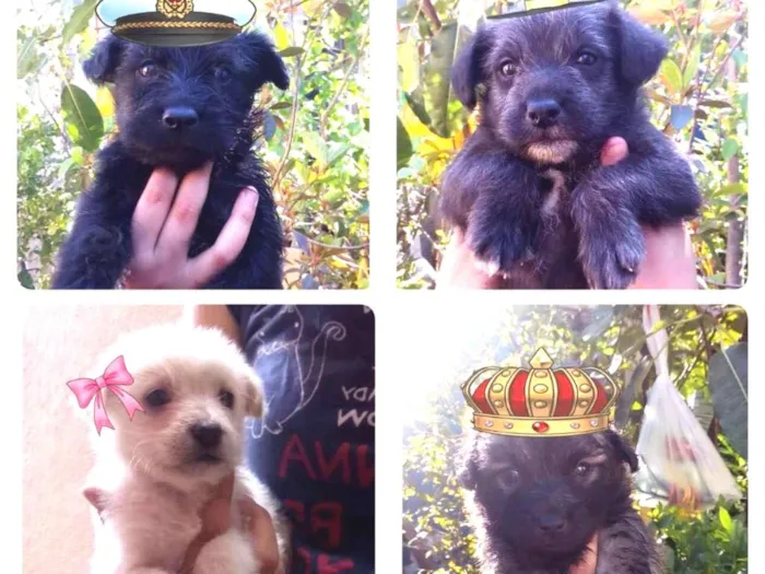 Cachorro ra a SRD idade Abaixo de 2 meses nome Filhotes peludinhos