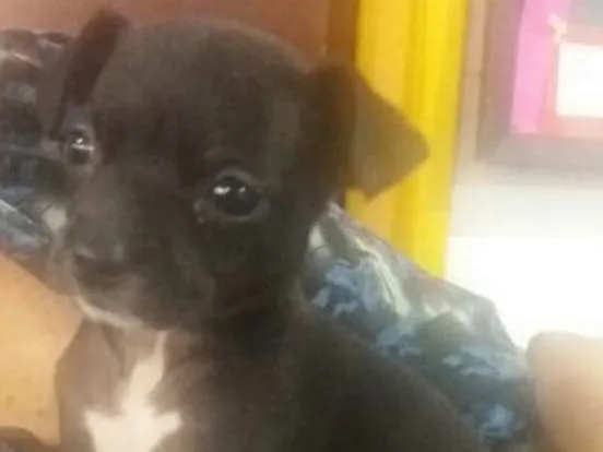 Cachorro ra a srd idade 2 a 6 meses nome Biju