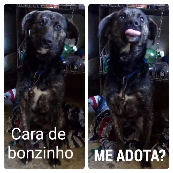Cachorro ra a SRD idade 1 ano nome Neguinho