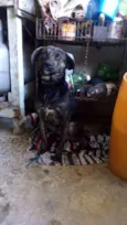 Neguinho