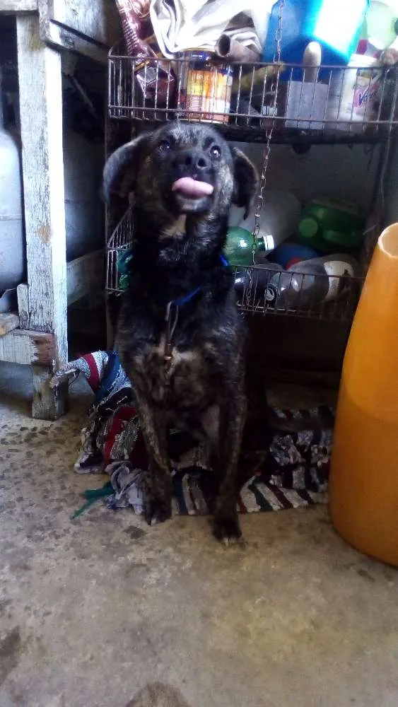 Cachorro ra a SRD idade 1 ano nome Neguinho