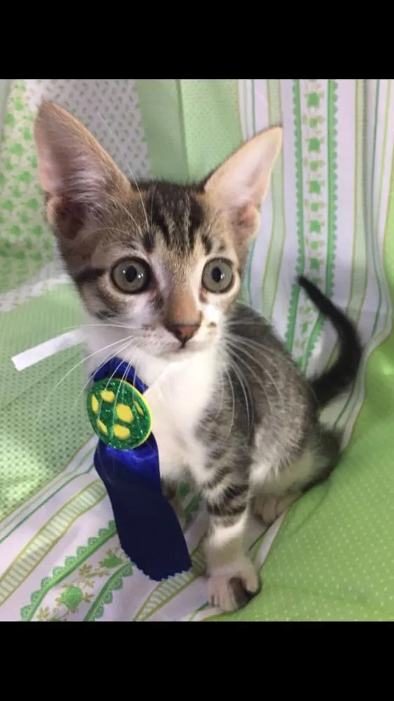 Gato ra a SRD idade Abaixo de 2 meses nome Hope 