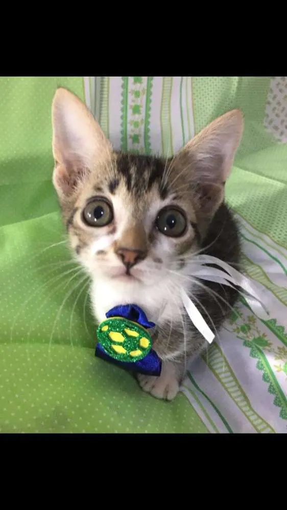 Gato ra a SRD idade Abaixo de 2 meses nome Hope 