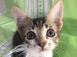 Gato raça SRD idade Abaixo de 2 meses nome Hope 