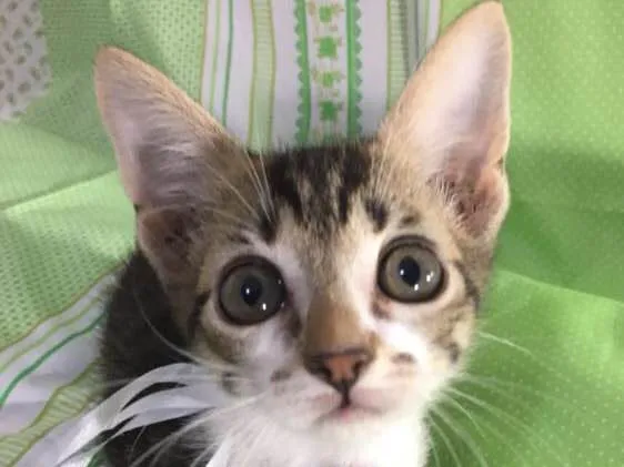 Gato ra a SRD idade Abaixo de 2 meses nome Hope 