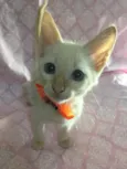 Hana 
