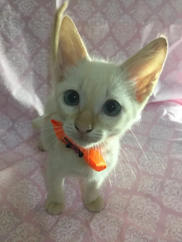 Gato ra a SRD  idade Abaixo de 2 meses nome Hana 