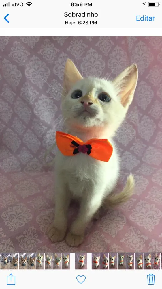 Gato ra a SRD  idade Abaixo de 2 meses nome Hana 