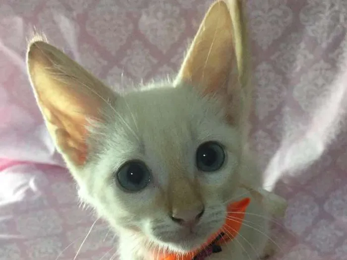 Gato ra a SRD  idade Abaixo de 2 meses nome Hana 