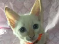 Hana
