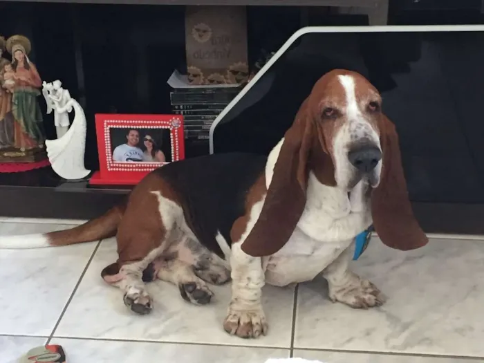 Cachorro ra a Basset hound idade 6 ou mais anos nome Joca