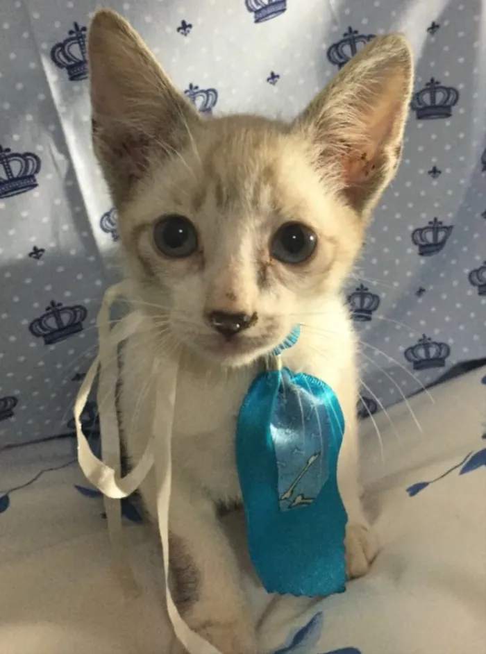 Gato ra a SRD idade Abaixo de 2 meses nome Tom