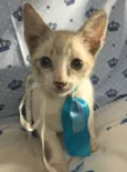 Tom