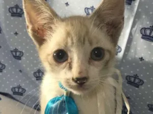 Gato raça SRD idade Abaixo de 2 meses nome Tom