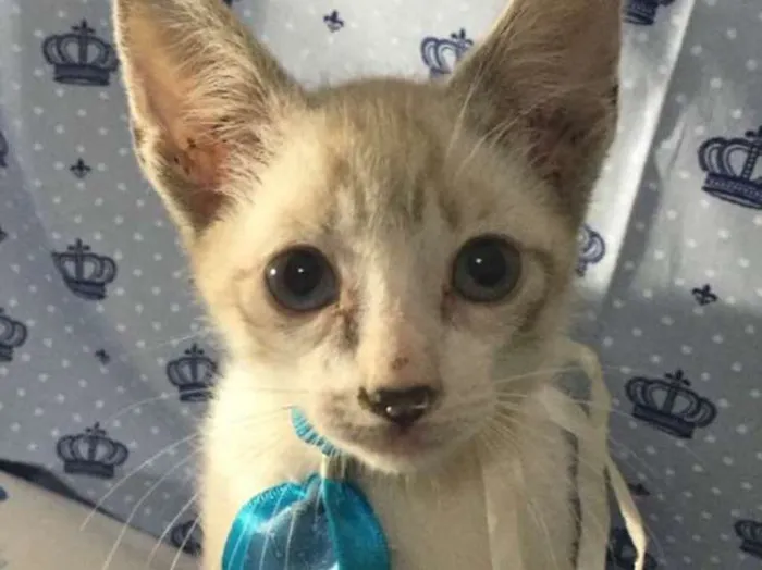 Gato ra a SRD idade Abaixo de 2 meses nome Tom