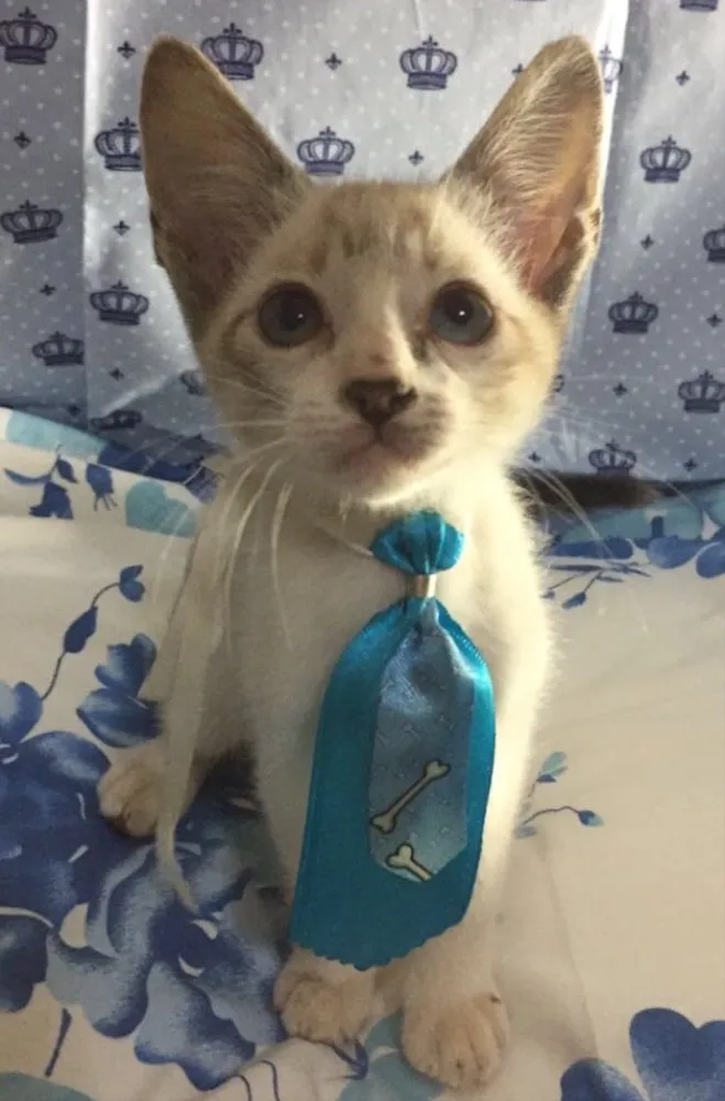 Gato ra a SRD idade Abaixo de 2 meses nome Tom