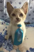 Tom