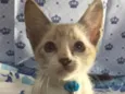 Tom